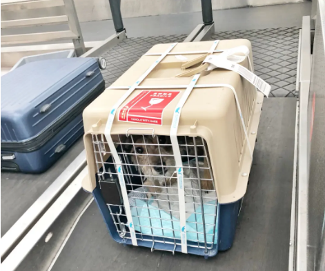 天津宠物托运 宠物托运公司 机场宠物托运 宠物空运